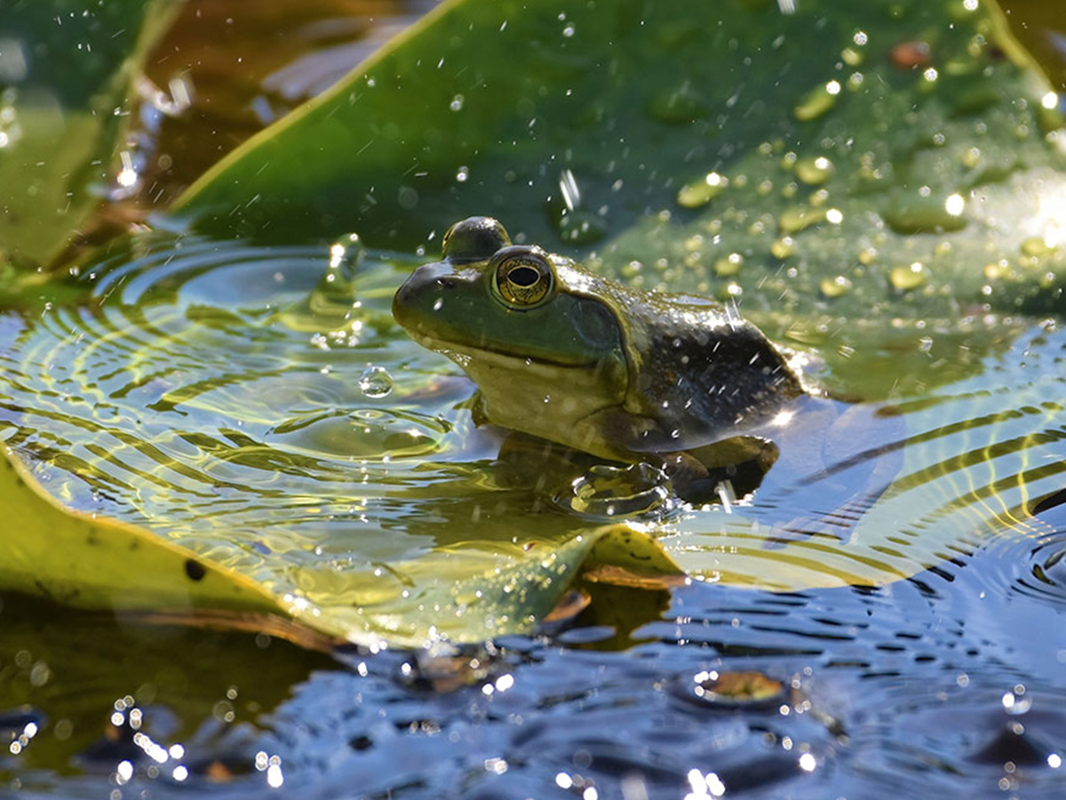 Winning frog photo by Paula Zanter-Stout
