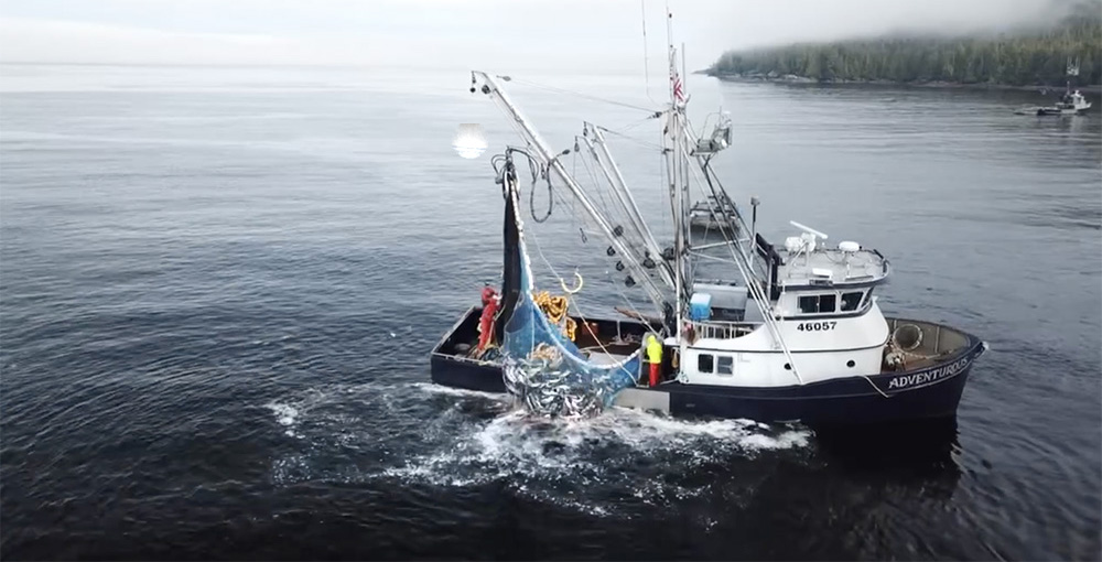 Adventurous Salmon Seining