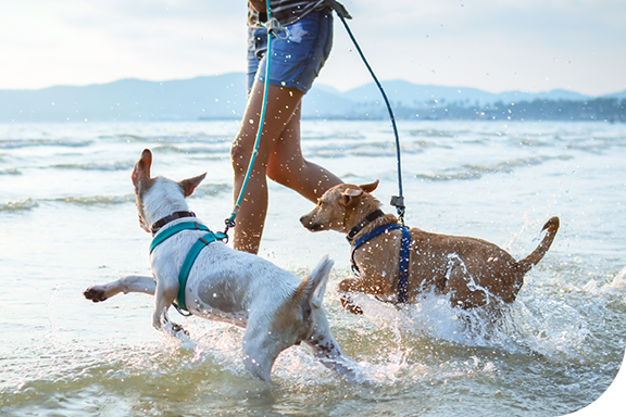 Woman walking her dogs at the beach